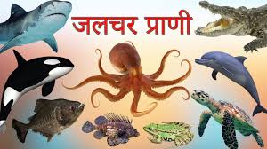 Water Animals Name In Hindi And English - पानी में रहने वाले जीव जंतु के नाम